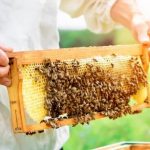 Good News for Residential Beekeepers in Irvine!