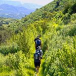 Habitat Restoration Project in Bommer Canyon