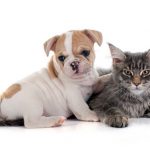 Calling All Pet Lovers:  Become a Foster Care Volunteer