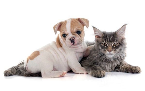 Calling All Pet Lovers:  Become a Foster Care Volunteer