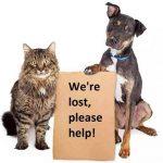 Irvine Animal Care Center Can Help Find Lost Pets