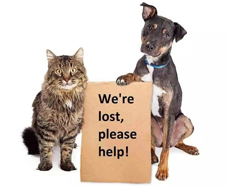Irvine Animal Care Center Can Help Find Lost Pets