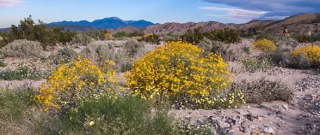 UCI Report Reveals that Climate Change is Killing Off Native Plants