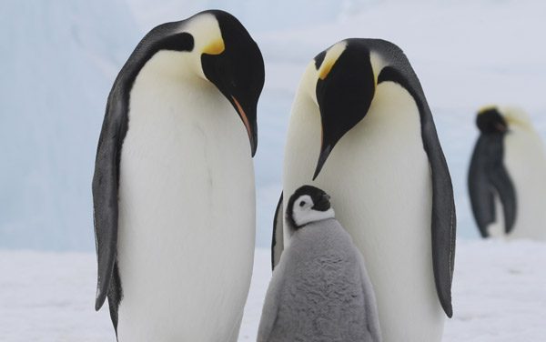 January 16th:  Learn about Antarctica Penguins Expedition