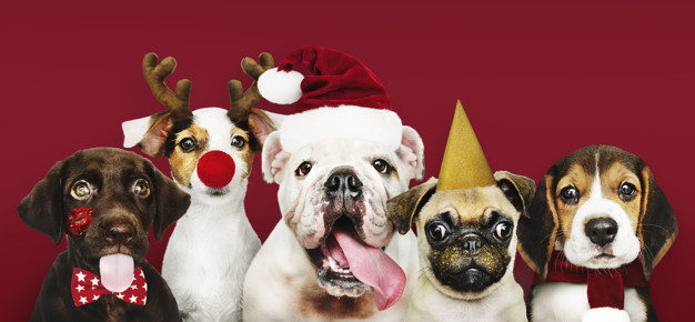 Open Your Home & Your Heart this Holiday Season:  Adopt a Pet
