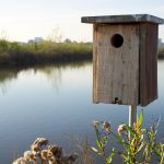 San Joaquin Marsh: A Wetland Paradise in Our Backyard is Irvine’s Treasure