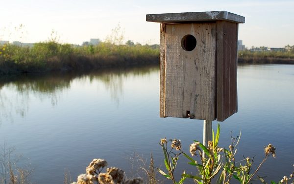 San Joaquin Marsh: A Wetland Paradise in Our Backyard is Irvine’s Treasure