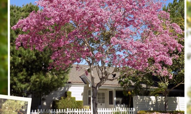 Enter Mayor Agran’s Photo Contest